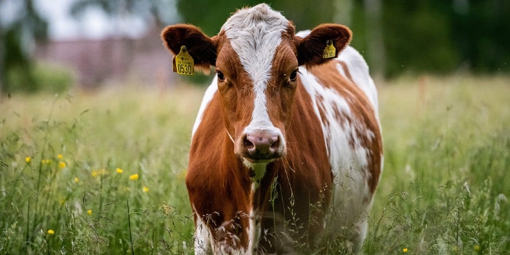 What’s Killing Cattle in Colorado While Leaving No Tracks?